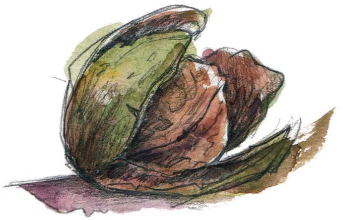 Walnut ink